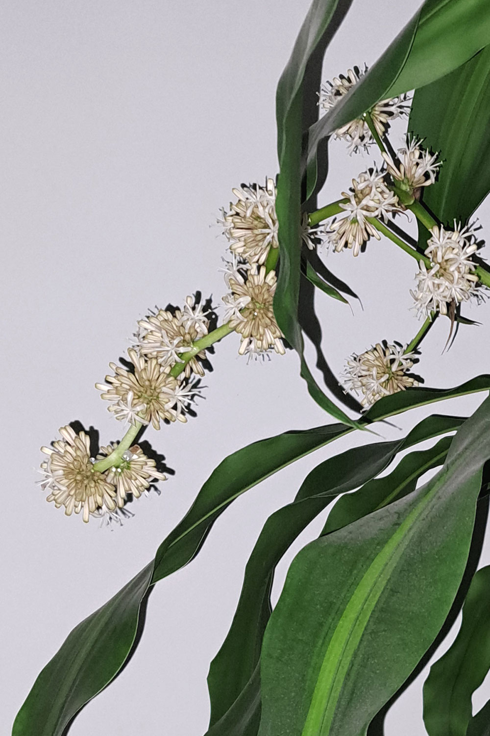 Inflorescence fragrans
