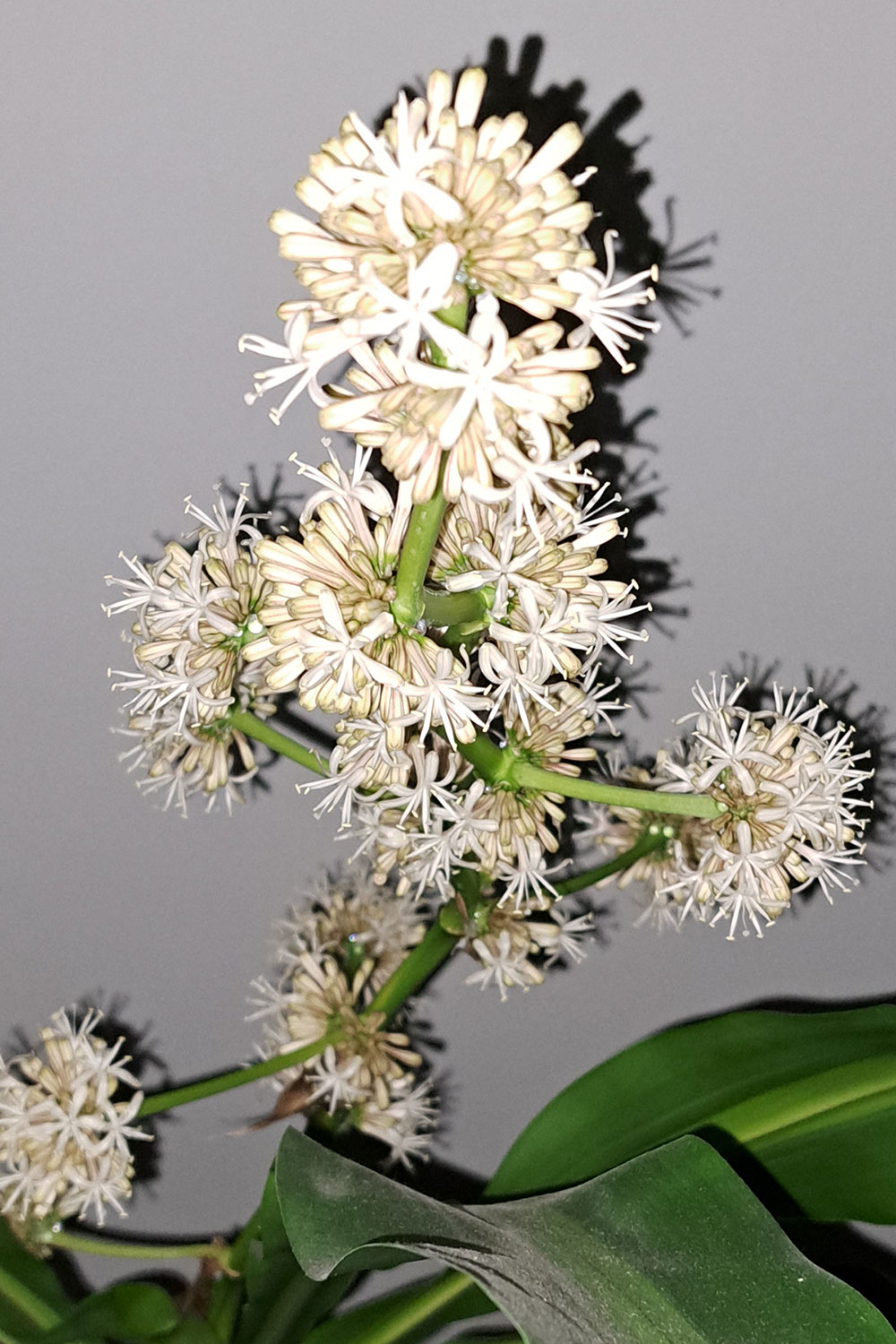 Inflorescence fragrans