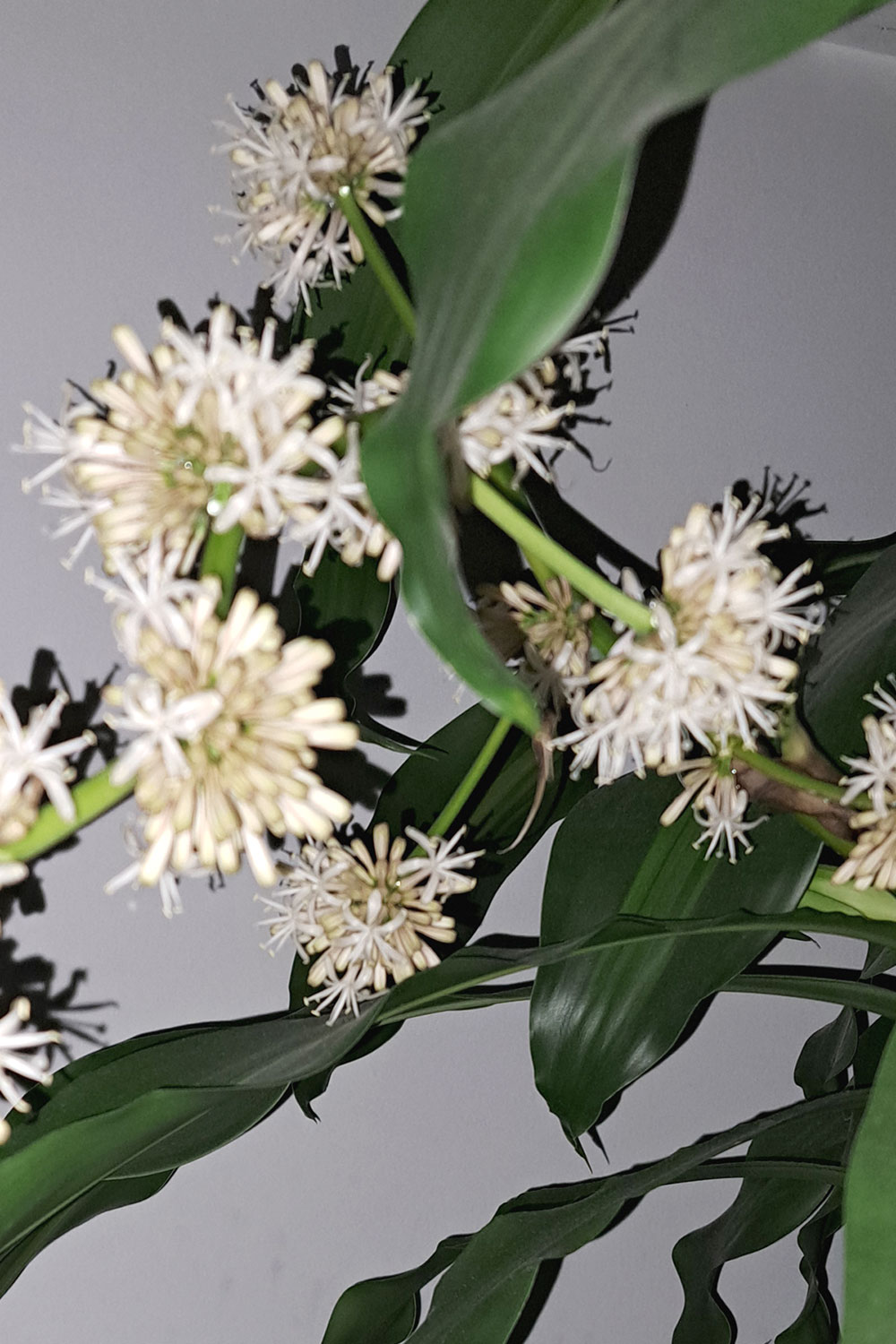 Inflorescence fragrans