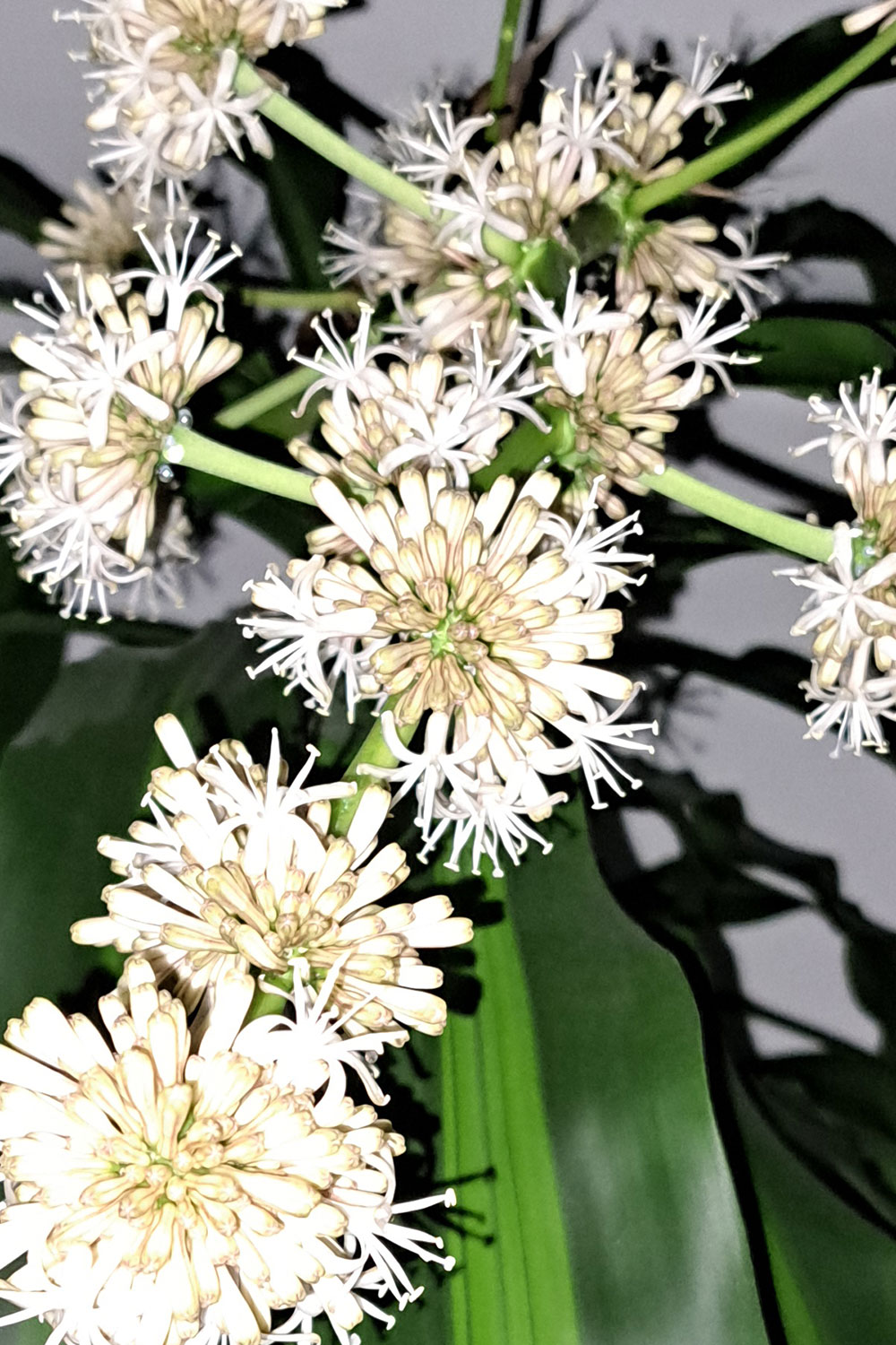 Inflorescence fragrans