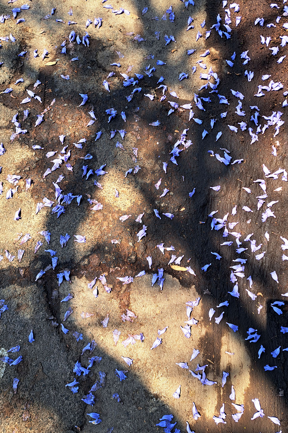 Jacarandas (After the rain)