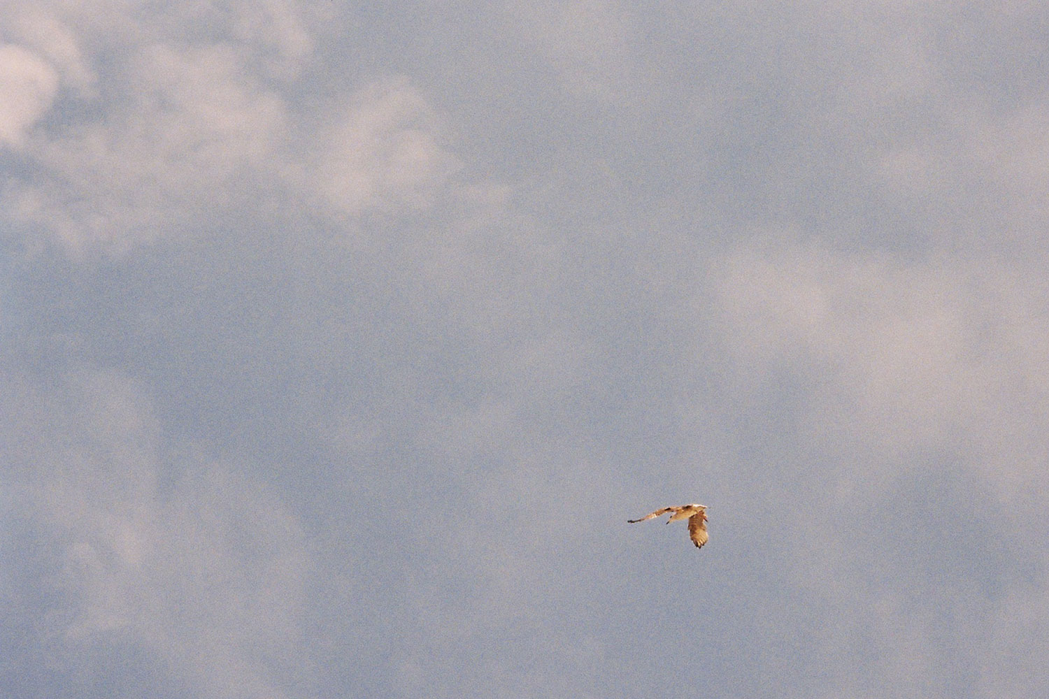 Oiseaux
