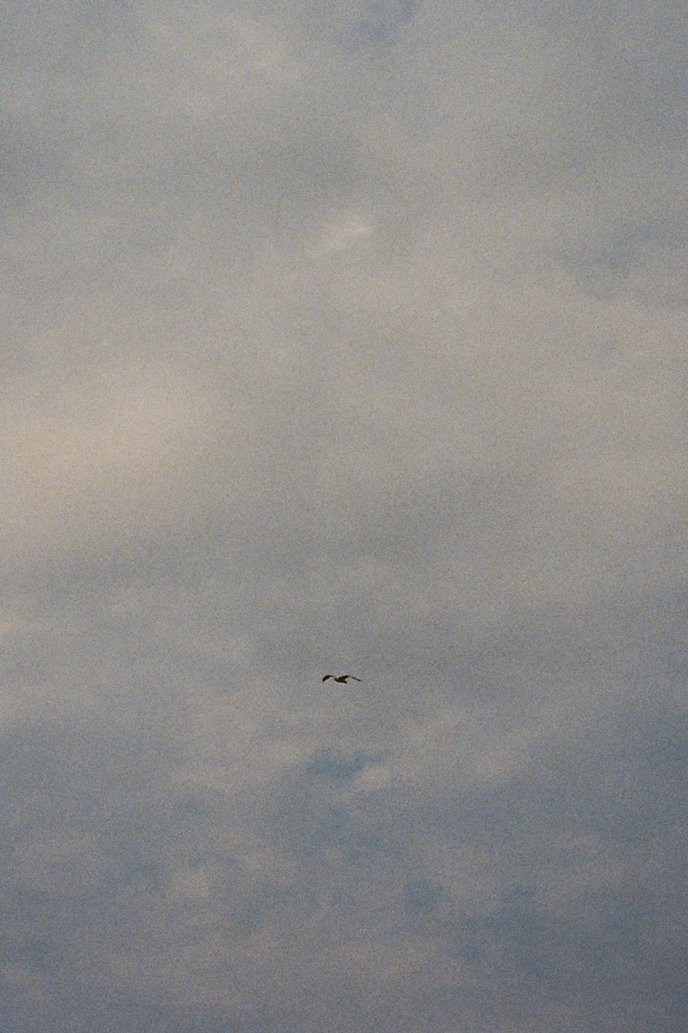 Oiseaux