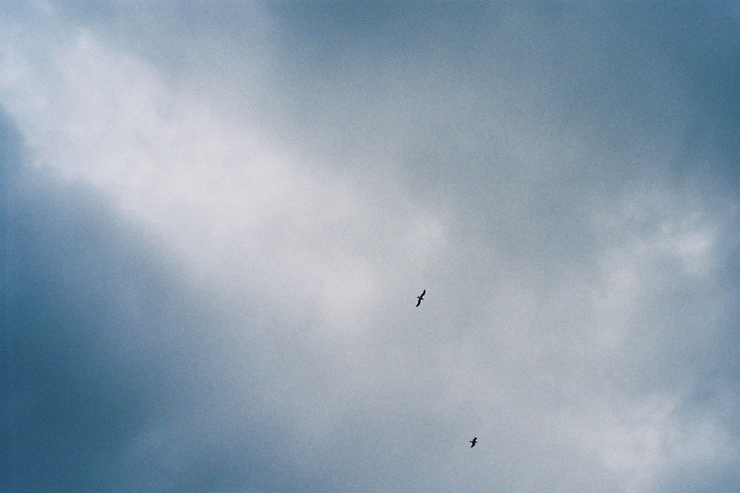 Oiseaux