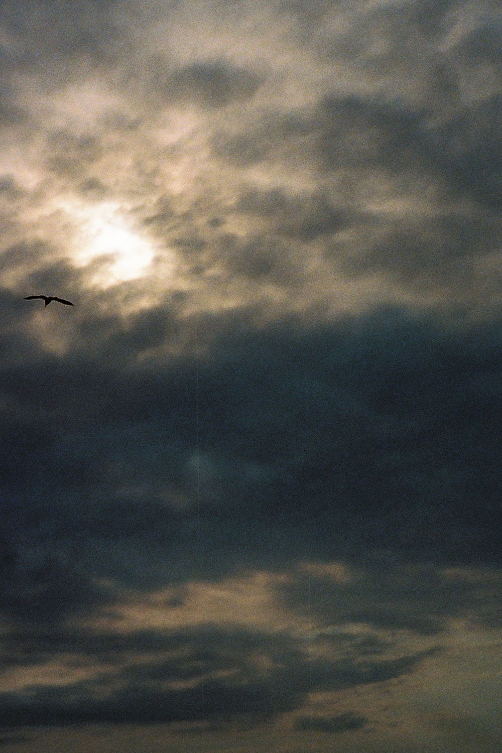 Oiseaux