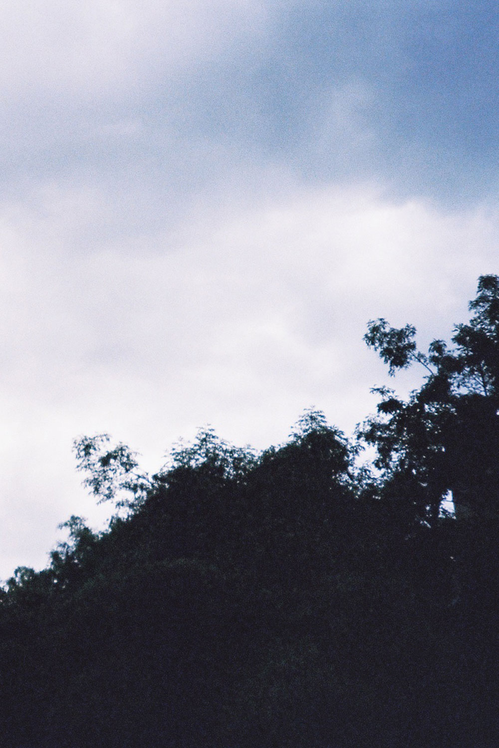 Skies, trees and clouds