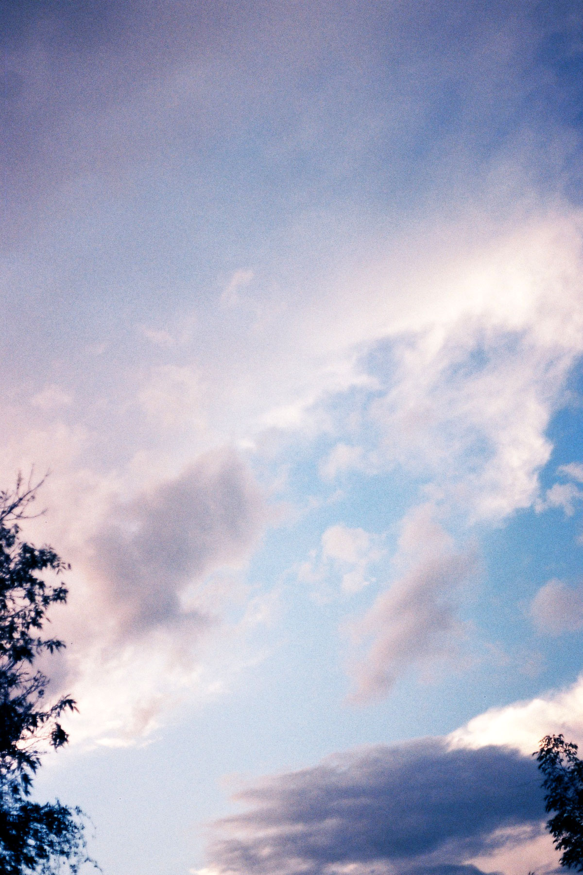 Skies, trees and clouds