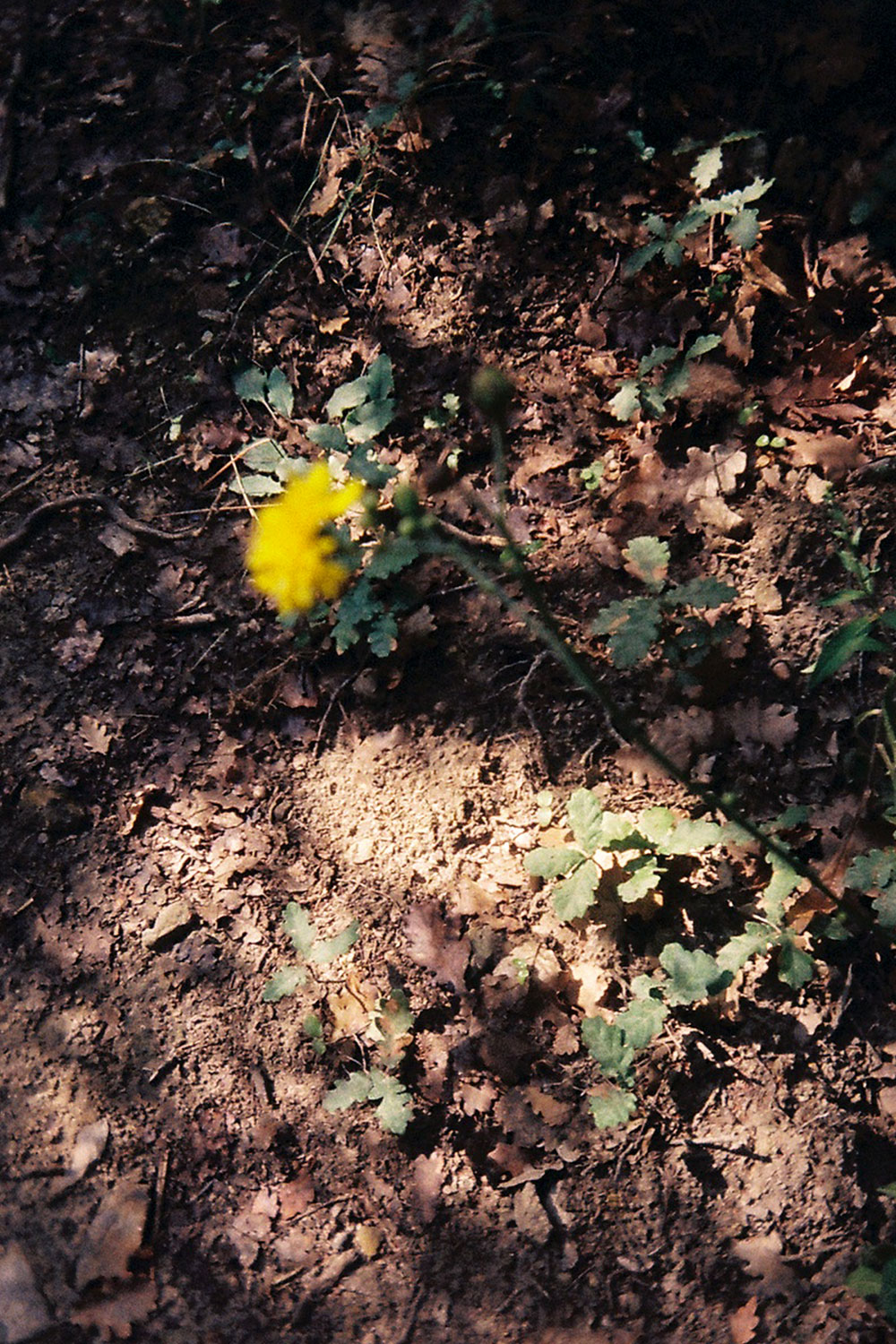 Summer flowers