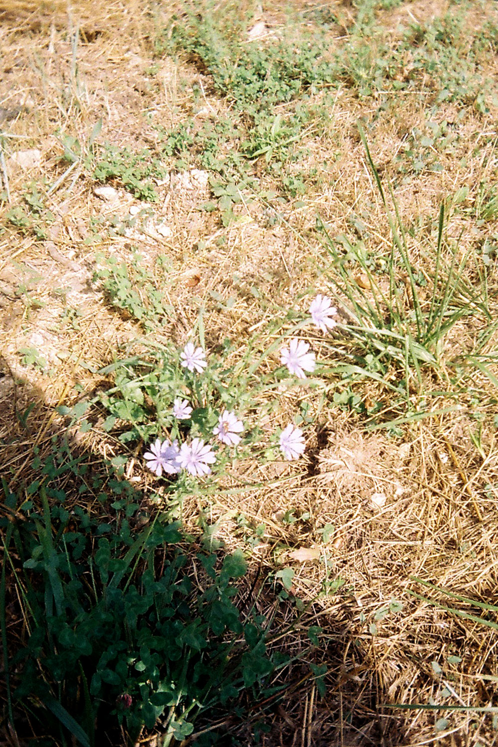 Summer flowers