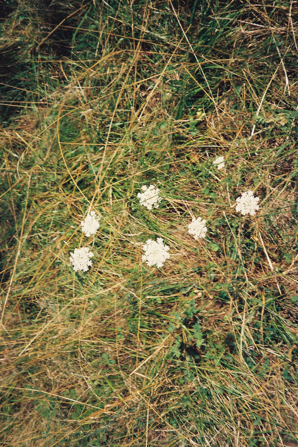 Summer flowers