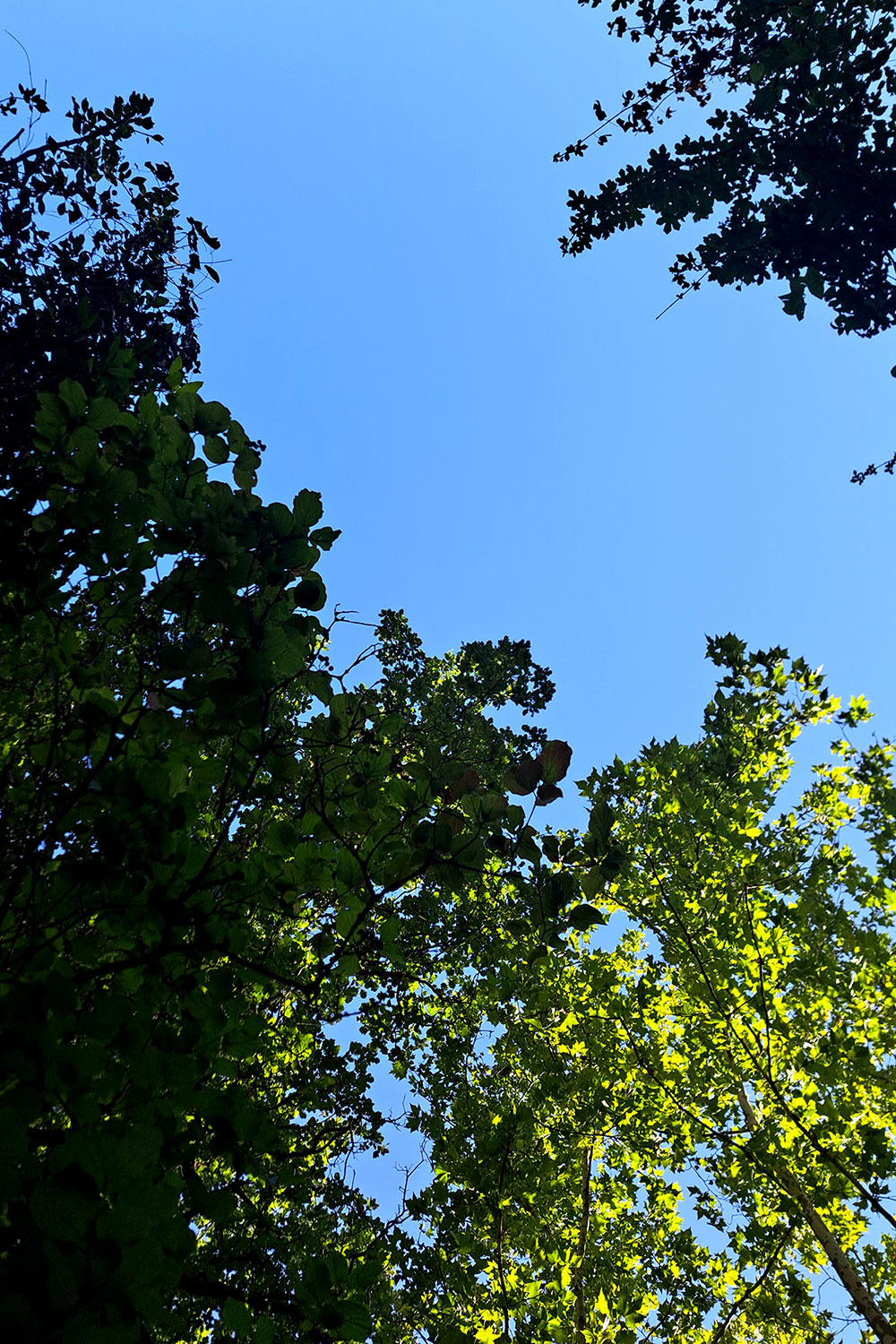 Wind (Eight times)