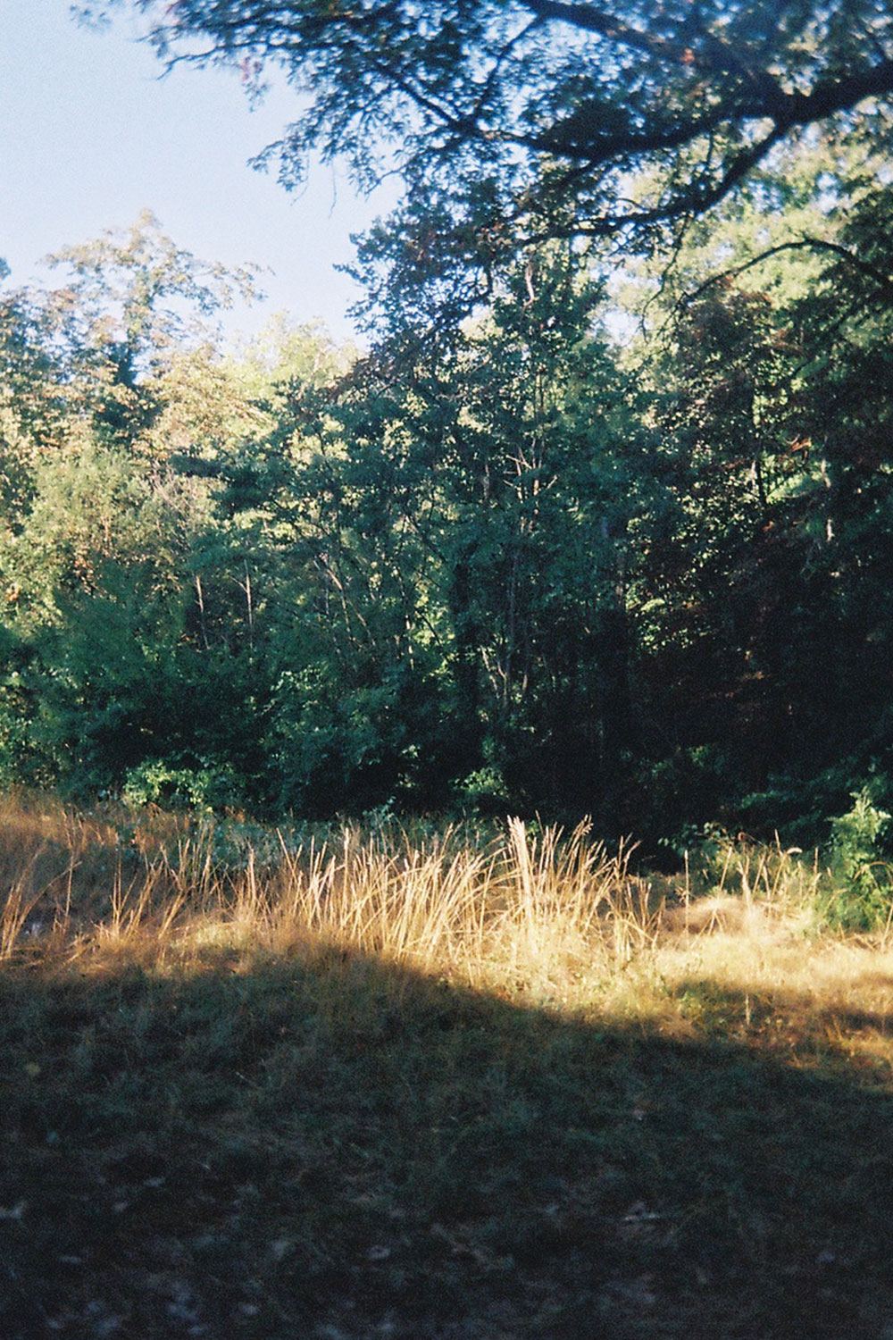Mauragne