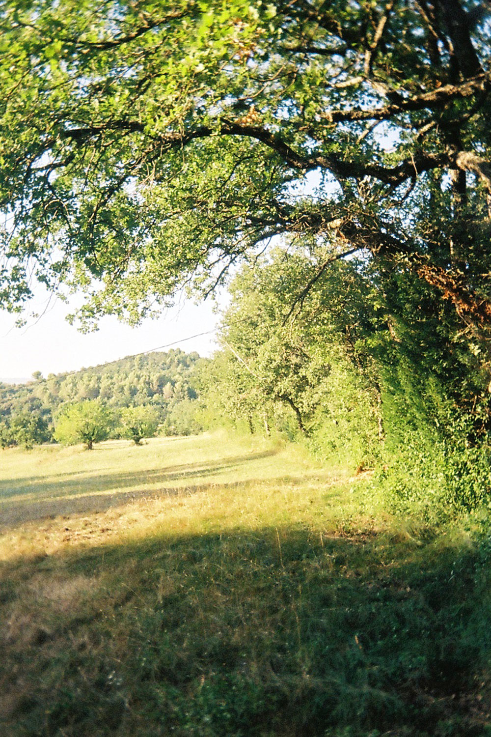 Mauragne